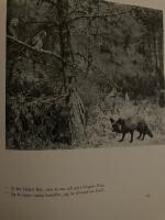 Ugglornas &auml;ventyr