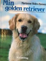 Min golden retriever