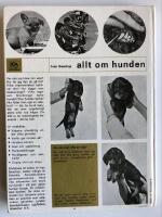 Allt om hunden