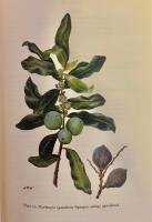 Kenya Trees & Shrubs