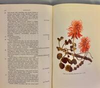 Kenya Trees & Shrubs