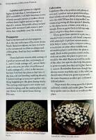 Alpine Plants of North America