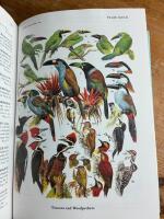 Birds of the High Andes