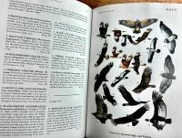 Birds of the High Andes