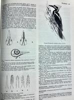 A dictionary of birds