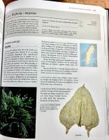 Bladmossor : skirmossor - baronmossor. Bryophyta : hookeria - anomodon