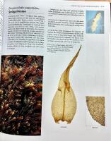 Bladmossor : skirmossor - baronmossor. Bryophyta : hookeria - anomodon