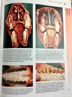 Equine dentistry
