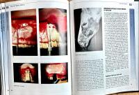 Equine dentistry