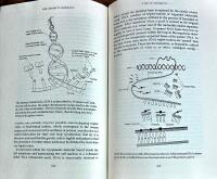 The Infinite Harmony    Musical Structures in Science and Theology
