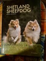 Shetland sheepdog
