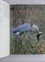 Audubon's f&aring;glar