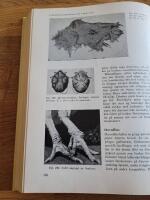 V&aring;ra fj&auml;derf&auml;n: L&auml;robok i fj&auml;derf&auml;sk&ouml;tsel