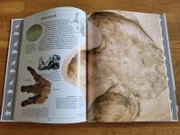 Fakta i n&auml;rbild: Dinosaurier 