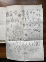 Elementarkurs i Botaniken 