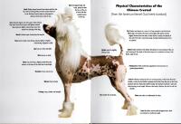 Chinese crested - [a comprehensive guide to owning and caring for your dog]