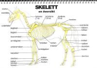 H&auml;stens anatomi