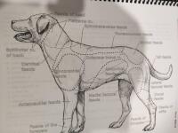 Dog Anatomy: A Coloring Atlas