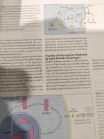 Physiology of Domestic Animals