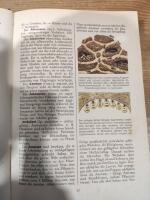 Knaurs Jugend Lexikon