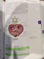 Fysiologi: med relevant anatomi