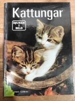 Kattungar: hur man v&auml;ljer ut och tar hand om den nya katten