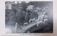 Sverige i bilder. 1. Natur och stämningsbilder.