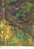 Livets mirakel. En bok om livsformernas utveckling p&aring; jorden. - en uppt&auml;cktsf&auml;rd i Darwins sp&aring;r.