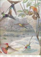 Livets mirakel. En bok om livsformernas utveckling p&aring; jorden. - en uppt&auml;cktsf&auml;rd i Darwins sp&aring;r.