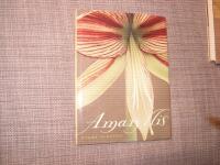 Amaryllis