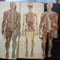 Struttura del Corpo Umano