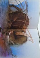 Animal farm : a fairy story