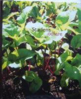 Stadens odlare. Fataburen 2003