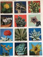 Exotica International pictorial cyclopedia of exotic plants series 4 Volym1