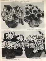 Exotica International pictorial cyclopedia of exotic plants series 4 volym2