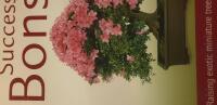 Successful Bonsai