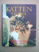 Katten i fokus