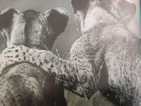 V&auml;nner f&ouml;r livet : om vikten av v&auml;nskap