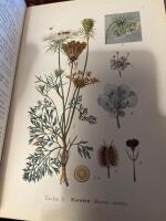 Botanikens f&ouml;rsta grunder