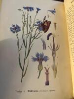 Botanikens f&ouml;rsta grunder