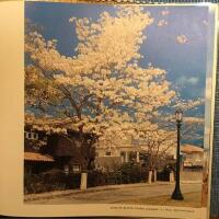 Arboles en flor de Venezuela