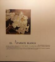 Arboles en flor de Venezuela