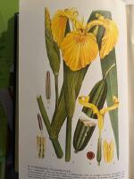 Bilder ur Nordens Flora