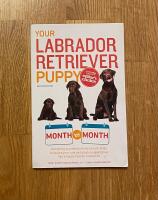 Your labrador retriever puppy