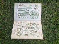 V&aring;r flora i f&auml;rg 