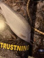 Kustfiske efter havs&ouml;ring, regnb&aring;ge, torsk och horng&auml;dda