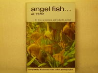 Angel fish