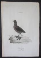 Fulica Aethiops. ....seu Atra: L: Bl&aring;sklacka, Bl&auml;sa. [Published for "Svensk Ornithologie"]