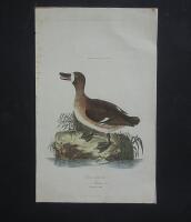 Anas fraenata seu Marila femin. Grimad And.