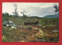 H&Auml;RJEDALEN - MYSKOXAR